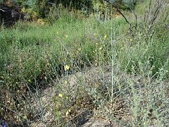 camissonia californica